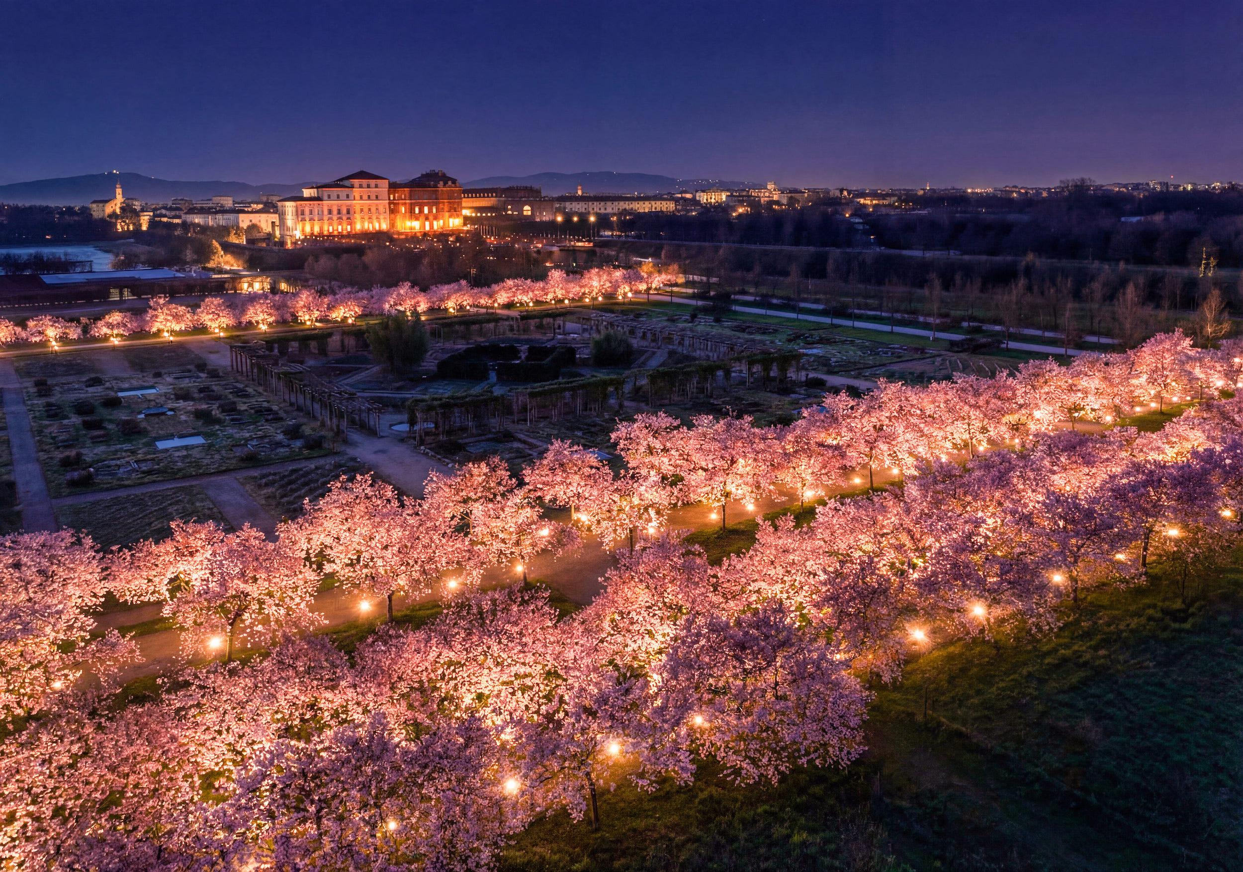 fioritura ciliegi reggia 2